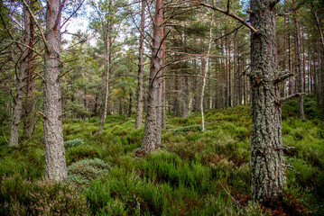 Märchenwald in Schottland