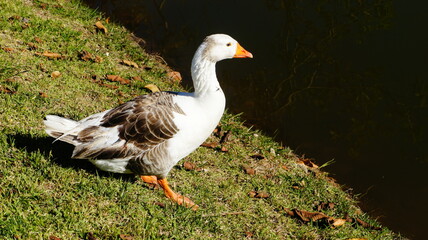 SONY DSC