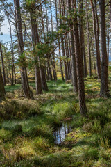 Wald in Schottland mit Wasserpfütze