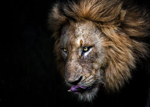 Large male lion in Sabi Sands, Kruger National Park, Mpumalanga, South Africa 