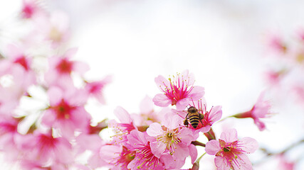 Honey bee pollinating working on Sakura pink flowers or wild Himalayan cherry blossom, shallow depth of field nature background.