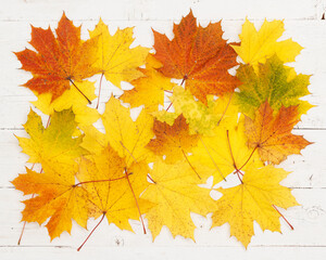 Yellow, red, orange and green maple leaves lie on a white wooden background. Autumn concept
