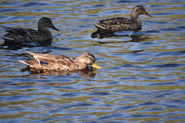 Ducks Swimming