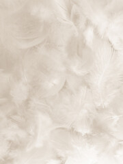 Beautiful abstract gray and white feathers on white background, soft brown feather texture on white pattern background, gray feather background