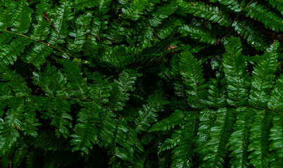 Fern leaves in a wood