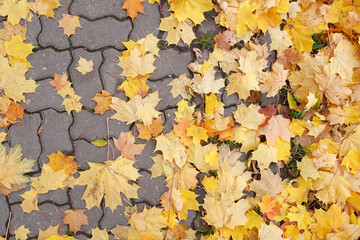 Paved road with yellowed autumn maple leaves. Top view of the road strewn with colorful maple leaves. Autumn concept