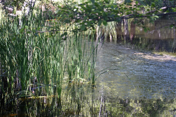 Lake with Reeds