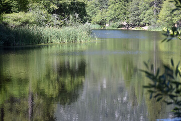 Lake with Reflection of Trees