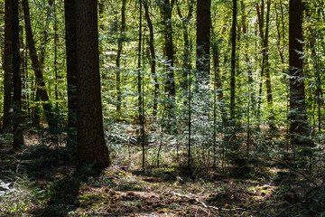 Obraz premium Forest view with the sun shining on fir trees near Putten, Netherlands 