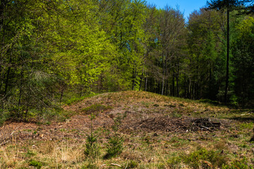 Monument grave (tumulus) in the forest near Putten, Netherlands
