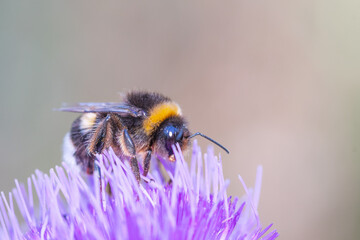 Bee on thistle flower macro