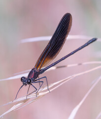 Black dragonfly on blade of grass close up