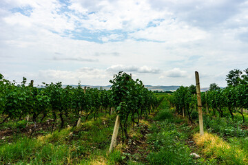 Fototapeta premium Vineyard in Kakheti region, Georgia