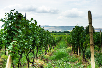 Vineyard in Kakheti region, Georgia