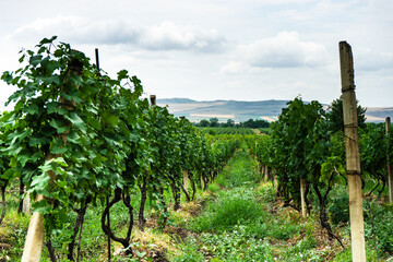 Fototapeta na wymiar Vineyard in Kakheti region, Georgia