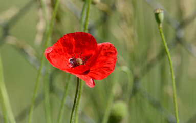 Close up of one red poppy flower in bloom in garden