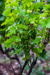 Vineyard in Kakheti region, Georgia