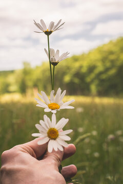Marguerittes tenu dans une main avec une clairi&egrave;re en fond durant le printemps
