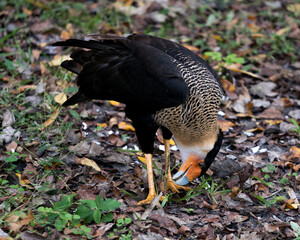 Caracara bird stock photos.  Caracara bird close-up profile view with foliage background.