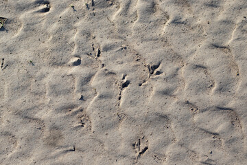 Gray sand with traces in the form of waves and footprints of birds. View from above.