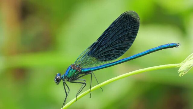 beautiful fantom blue dragon fly flyes up