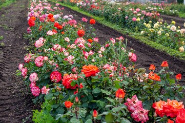 beautiful blooming light  roses in a rows  in a big garden in a  summer colors (selective focus)