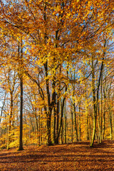 Sunny Golden Forest of Beech Trees in Autumn