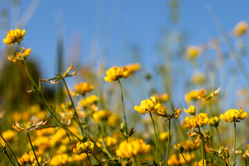 Yellow bright flowers on a background of blue sky. Close up with blurry background.