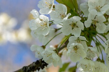 Printemps