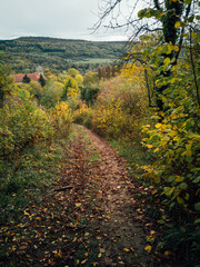 Fototapeta premium sentier dans les bois en automne.