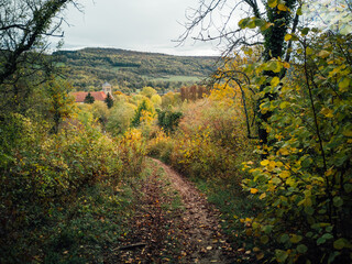 Fototapeta premium sentier dans les bois en automne.