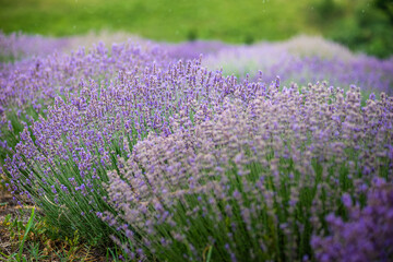 Summer landscape with flowering lavender meadow
