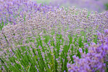 Obraz premium Summer landscape with flowering lavender meadow