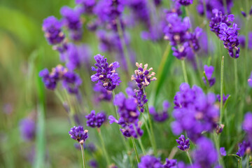 Summer landscape with flowering lavender meadow