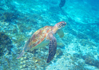 Sea turtle in tropic shore swim to water surface. Marine Tortoise portrait. Endangered animal underwater photo.