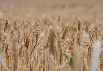 Close up of wheat ears in a field