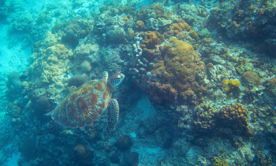 Naklejka na ściany i meble Sea turtle in coral reef swim to water surface. Marine Tortoise portrait. Endangered animal underwater photo