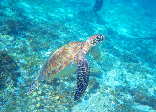 Sea turtle in tropic shore swim to water surface. Marine Tortoise portrait. Endangered animal underwater photo.