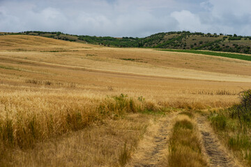 Rural road in a cereal field