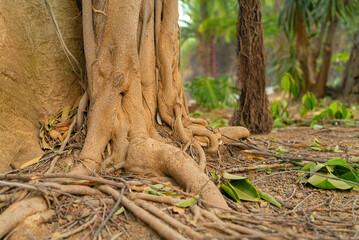 Tropical ficus tree roots. Winding roots closeup with aerial roots in soft focus on background.