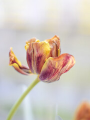 Fototapeta premium yellow-purple faded Tulip on a light background