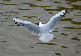 Fototapeta na wymiar A Seagull in flight over dark water