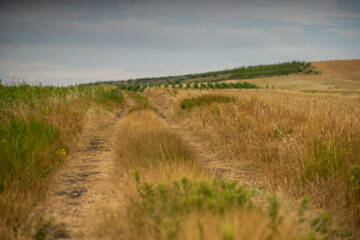 Fototapeta na wymiar Rural road in a cereal field