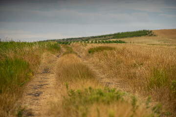 Rural road in a cereal field