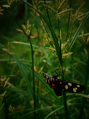 Selective focus on a nine-spotted moth with Bokeh grass background