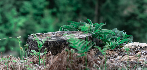 Souche d'arbre dans la forêt avec des plantes