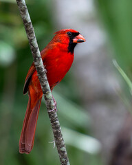 Cardinal Male bird Stock Photos.  Cardinal Male bird close-up profile view with bokeh background