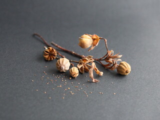 Seeds of Cistus monspeliensis, rockrose, on grey stone background
