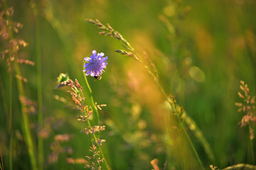Eine Wiese im Abendlicht