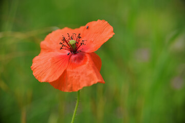 Eine rote  Klatschmohn Blüte 
